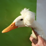 poule-isere_canard-pompon