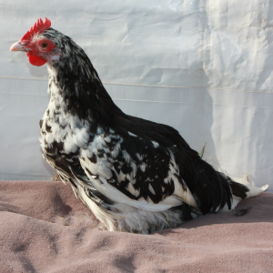 poule-isere_gournay