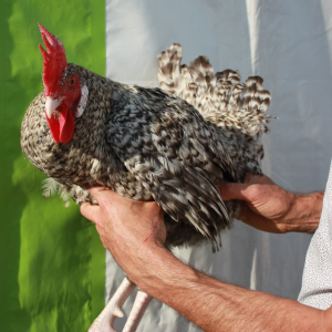poule-isere_grise-du-vercors